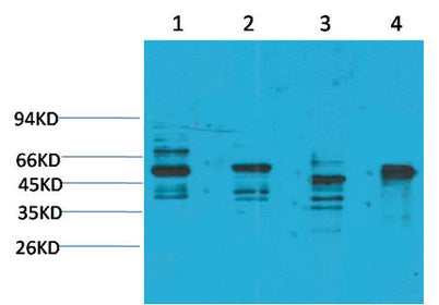 KCNN4 (SK4) rabbit pAb