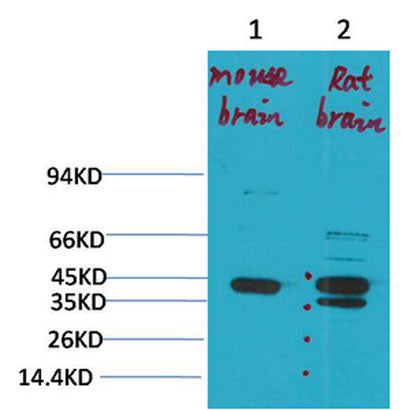 KCNK9 (TASK-3) rabbit pAb