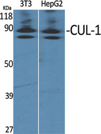 CUL-1 rabbit pAb