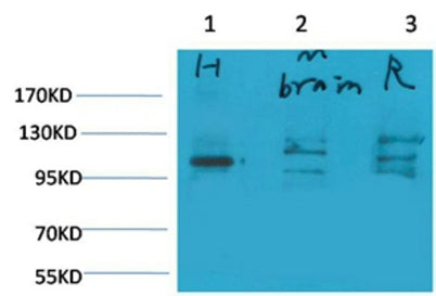 Glutamate Receptor 1 rabbit pAb
