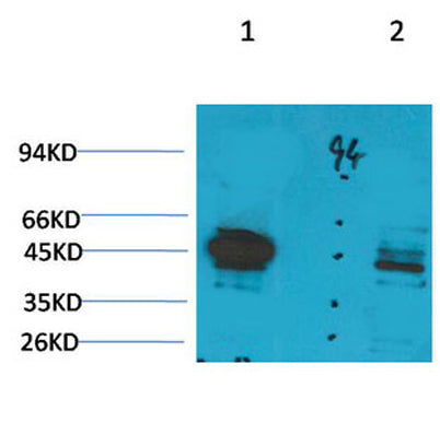 Ghrelin Receptor rabbit pAb