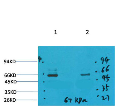 GABA Transporter 1 rabbit pAb