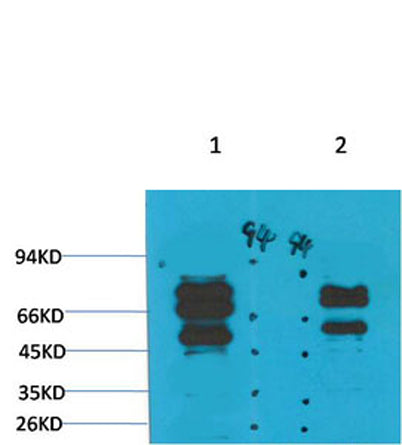 GABA A Receptor γ2 rabbit pAb