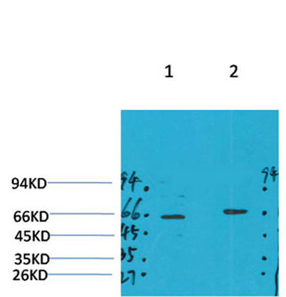 GABA A Receptor α4 rabbit pAb