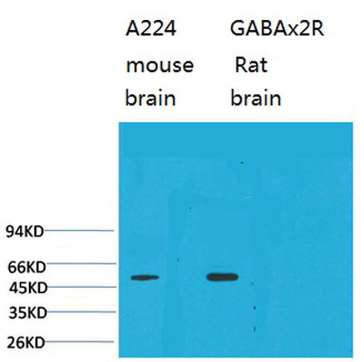 GABA A Receptor α2 rabbit pAb