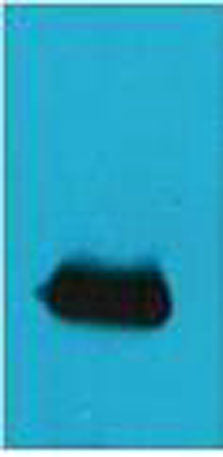 EYFP rabbit pAb