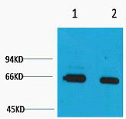 Bovine Serum Albumin rabbit pAb