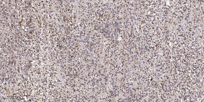 ATG14L Rabbit rabbit pAb