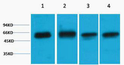 Akt3 rabbit pAb