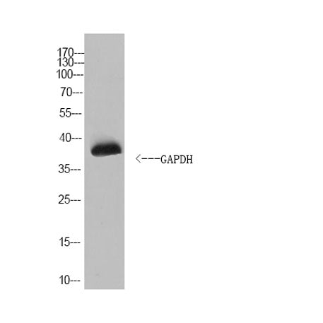 GAPDH Rabbit pAb(Caenorhabditis elegans)