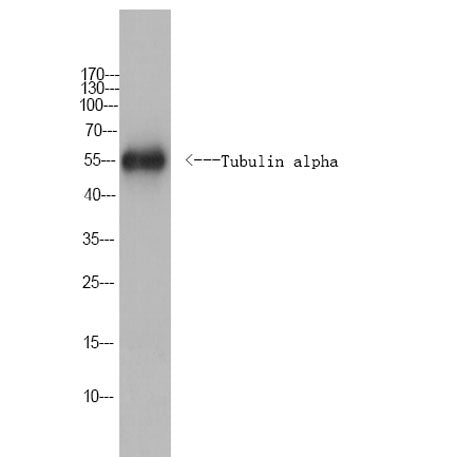 Tubulin alpha Rabbit pAb(Caenorhabditis elegans)