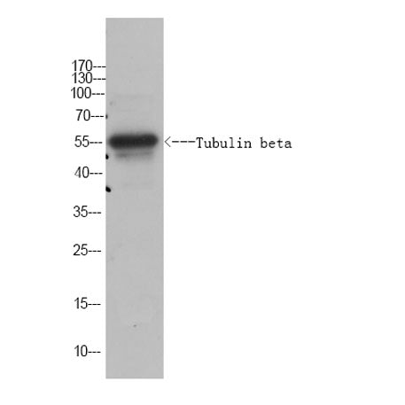 Tubulin beta Rabbit pAb(Caenorhabditis elegans)