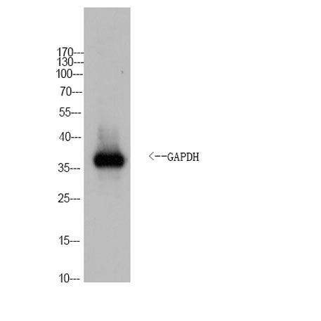 GAPDH Rabbit pAb(Yeast)