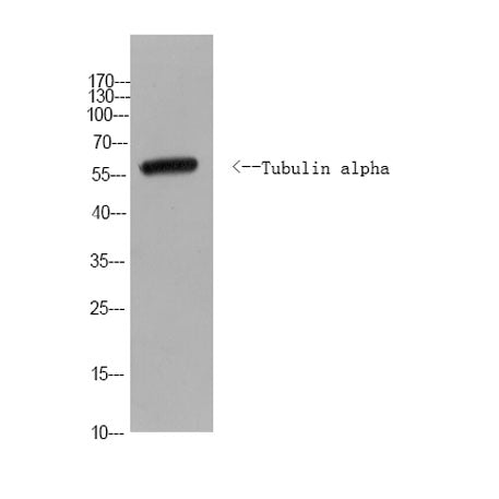 Tubulin alpha Rabbit pAb(Yeast)