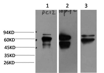 Peripherin Rabbit pAb