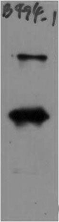 SARS-COV-2 Spike Protein Rabbit pAb