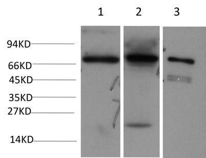 Eif4b Rabbit pAb