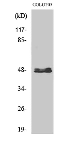CYP11B1/2 rabbit pAb
