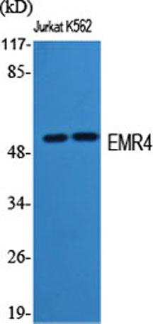 EMR4 rabbit pAb