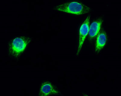 Enolase rabbit pAb