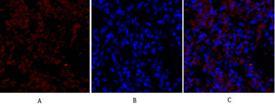Flk-1/VEGFR2 rabbit pAb