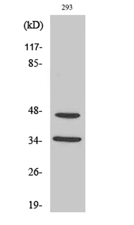 FoxB1/2 rabbit pAb