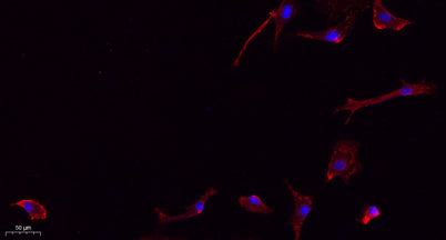 Frizzled-7 rabbit pAb
