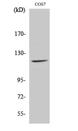 Fucokinase rabbit pAb