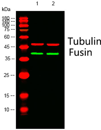 Fusin rabbit pAb