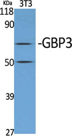 GBP3 rabbit pAb