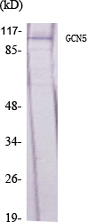 GCN5 rabbit pAb