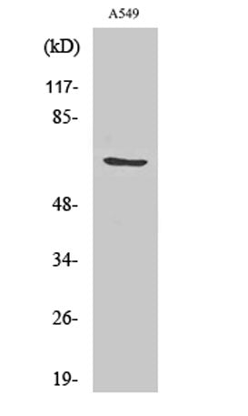 GCSc-γ rabbit pAb