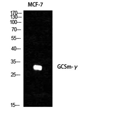 GCSm-γ rabbit pAb