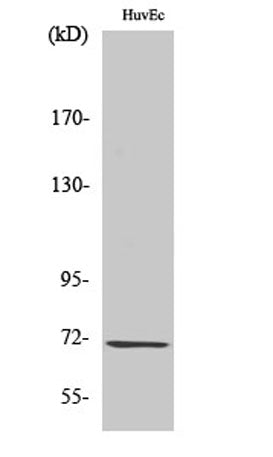 GCS-β-1 rabbit pAb