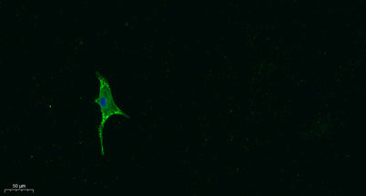 Ghrelin rabbit pAb