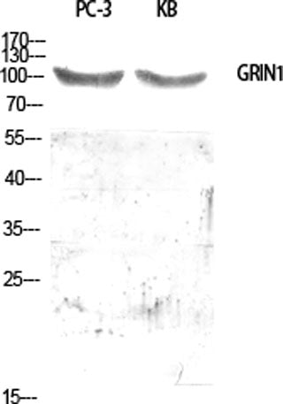 GRIN1 rabbit pAb