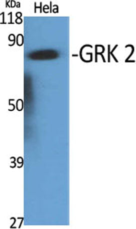 GRK 2 rabbit pAb