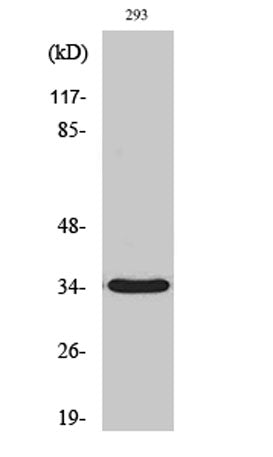 GRTP1 rabbit pAb