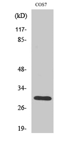 HCCS rabbit pAb