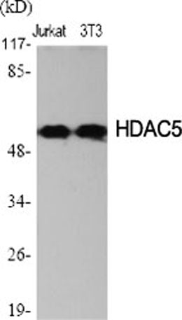 HDAC2 rabbit pAb