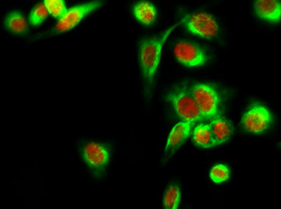 HDAC6 rabbit pAb