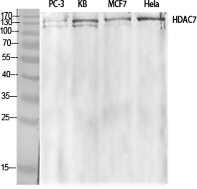HDAC7 rabbit pAb