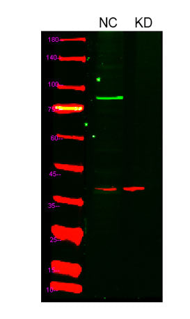 HIF-1α rabbit pAb