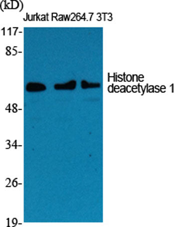 Histone deacetylase 1 rabbit pAb