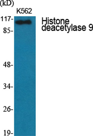 Histone deacetylase 9 rabbit pAb