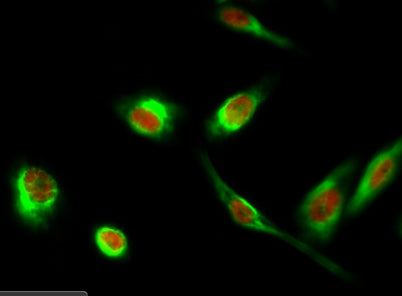 Histone H3.3 rabbit pAb