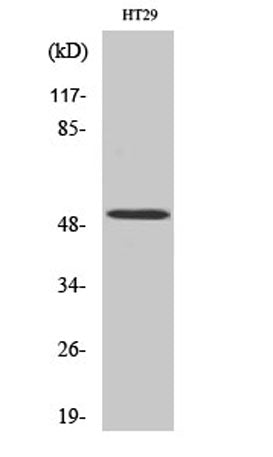 HNF-4α rabbit pAb