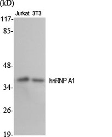 hnRNP A1 rabbit pAb
