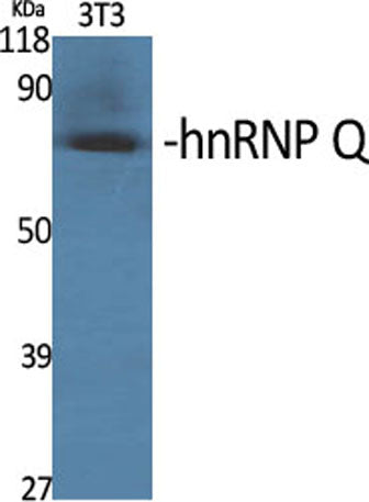 hnRNP Q rabbit pAb
