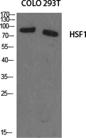 HSF1 rabbit pAb